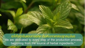 เซรั่มบำรุงรากผม อโยธยา ผลิตจากสมุนไพร บำรุงรากผม ผมหนานุ่ม