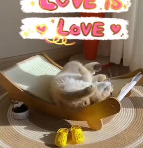 [สินค้าขายดี] ที่ลับเล็บเปลนอน ที่นอนแมว ขนาดใหญ่  กระดานลับเล็บแมว แผ่นข่วน M348-177