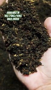 100% Organic Potting Mix: The Ultimate Guide for Succulents, Cacti & Veggies