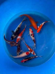 JAPAN KOI IMPORT 25-32cm from MARUSEI HOSHIKIN SHINODA OMOSAKO YAMAJYU MARUHIRO & MARUDO KOI FARM 10pcs COMBO at RM5388 + shipping RM100 ( 2 boxes )
