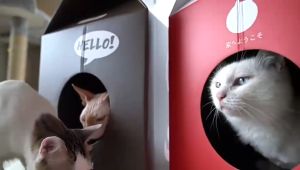 ✨Family✨ ของเล่นแมว รุ่นกล่องนม ช่วยลับเล็บ ฝนเล็บ สำหรับแมว บ้านแมวพร้อมที่ลับเล็บ บ้านเเมวกล่องนม กล่องกระดาษบ้านแมว พร้อมส่ง