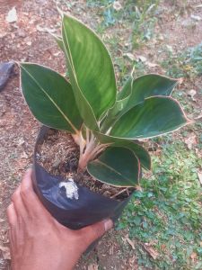 Tanaman hias aglonema lipstik flaminggo