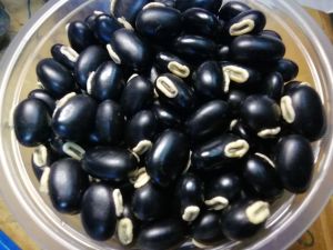 เมล็ด​พันธ์​หมามุ่ยอินเดีย200g.(1กป.ตามรูป)