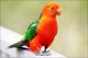 Ocehan Burung