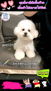 🇹🇭พร้อมส่ง🇹🇭 ชุดสี่ขาสีจี๊ดจ๊าด สีนีออน ผ้าใส่เย็นสบาย เสื้อผ้าสัตว์เลี้ยง สุนัข หมา แมว