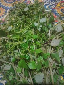 jual daun sirih cina segar depetik pasmasuk order500 gran