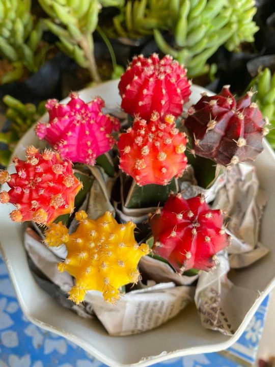 calathea eco beauty lounge Calathea Louisae ' Thai Beauty ' for Sale