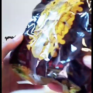 Hio Dupa Kemenyan Mangkok Thailand Isi Madu Cap Anak Emas