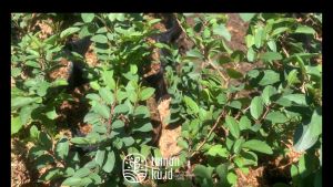 Tanaman Hias Bidara Arab Pengusir Jin | Bibit Bidara 30cm