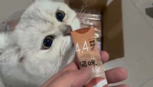 15g Cat Treats Chicken Tuna Salmon Cat Snack Cat Wet Food Cat Treat Cat Snacks