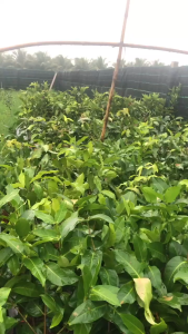 CÂY GIỐNG MẬN ẤN ĐỘ XƯA (MẬN ĐÁ ĐƯỜNG) CAO 50-100CM CHUẨN GIỐNG 100%