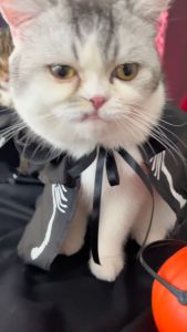 [สินค้าราคาพิเศษ] Halloween Collection ชุดผู้คุมกุ๊กกู๋ ชุดหมา แมว | CLAWSET.BKK