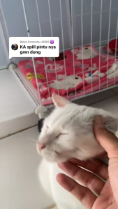 Kandang Kucing Plastik Kandang Kucing Vila Kucing Kandang Besar Murah Kandang Kucing DIY Kandang