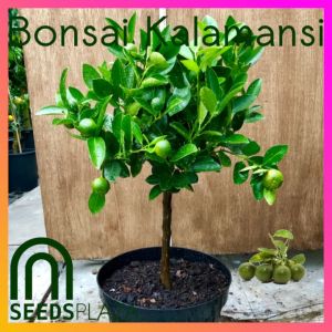 SeedsPLAZA™ - Bonsai Kalamansi (5 Seeds) for Planting Vegetable Plants + Instructions Dwarf Calamansi F1 Plant Seed