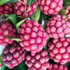 Kadsura coccinea REAL PLANT (not fruits)