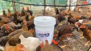 MÁNG UỐNG NƯỚC TỰ ĐỘNG CHO GÀVỊTNGAN DẠNG CỐC HIỆU QUẢ NHẤT.