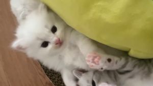 Oval Cat Scratcher: A Comprehensive Guide