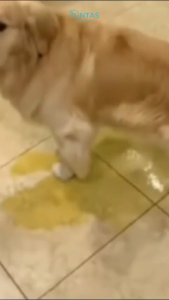 100 ML Pembersih Noda Bau Kotoran Poop Kucing Penghilang Noda Urine Hewan Anjing Berkerak TUNTAS