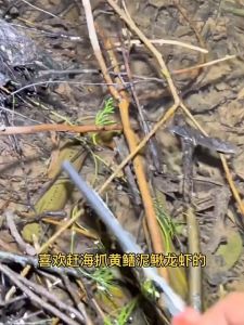 62 Cm Crab Tongs Gunting Capit / Pengambil Kepiting Stainless Steel