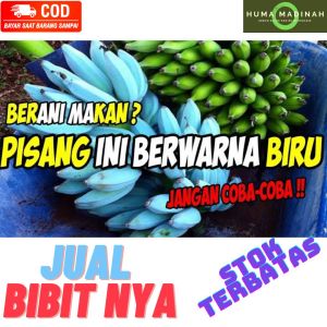 Bibit pisang Biru atau Banana blue java asli pisang rasa es krim vanila