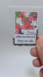 100 เมล็ด คอนสวรรค์ คละสี ดาวนายร้อย เมล็ดคอนสวรรค์ เมล็ดดาวนายร้อย เข็มแดง แข้งสิงห์ พันสวรรค์ ดอกฝน สนก้างปลา