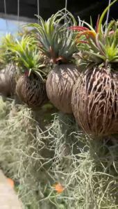 🍍🌱 Air Plant. Hanging Live Plant. 2in1. Janggut + Tillandsia. *AKAN BERBUNGGA* 2合1 空气草. 胡须 + 空气凤梨. 空气植物. *会开花* 🍍🌱