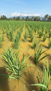 Boom Flower Pupuk Mikro Majemuk Cair Nitrogen Aromatik