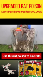 No mice for 50 years paling kuat Rat poison killer ubat tikus paling kuat mati Rat bait mice repellent rat killer mouse killer Ubat tiku up ubat tikus paling berkesan racun tikus  racun tikus paling kuat rat poison killer racun tikus paling berkesan 老鼠药
