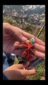 กบโดด ไอ้จ่อน 2.5cm กบกระโดด กบส่าย ป๊อปซิ่ง เหยื่อตกปลา กบไม้ เหยือปลอมตกปลาช่อน เหยือปลอมตกปลาชะโด เหยื่อตกปลาชะโด ไอ้ป๊อก เหยื่อตกปลาช่อน