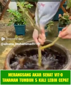 Pupuk Organik Vit O Pupuk Vitamin Tanaman Super 50 ML