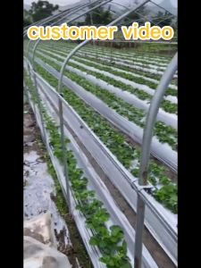 40 Microns Plastic Mulch 2.5ft 0.75M x 400M PLASTIC MULCHING Plastic Mulch Mulching film Agricultural plastic mulch Biodegradable mulch film