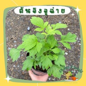 ต้นจิงจูฉ่าย จิงจูฉ่าย ในถุงดำ 6 นิ้ว พร้อมปลูก รากงอกแล้วกำลังโต ผักสวนครัว ผักสวนครัวปลูกง่าย ผักสวนครัวพร้อมปลูก ผักออร์แกนิก