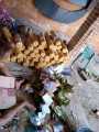 Promo Paket Aglonema 10 Jenis Barang Ok. 