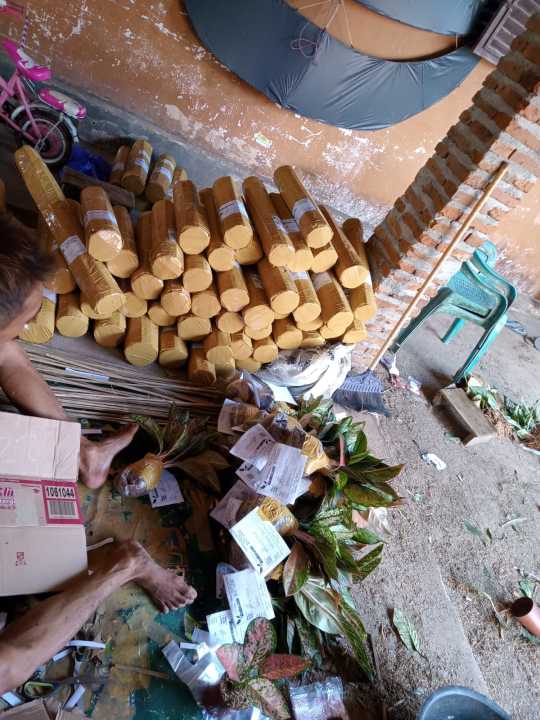 Promo%20Paket%20Aglonema%2010%20Jenis%20Barang%20Ok%20-%20Image%203