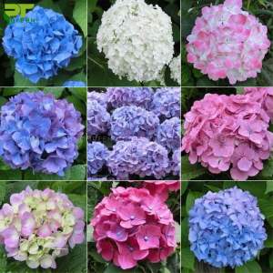 Combo 50 gốc cây giống hoa cẩm.tú cầu mix màu - Dễ trồngcho hoa quanh năm