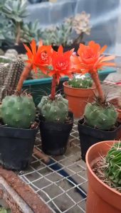 XƯƠNG RỒNG MATU HOA ĐỎ ĐẸP- Tặng Kèm chậu nhựa nhỏ