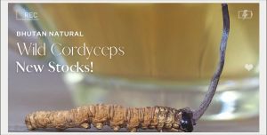 Grade A+ Bhutan Wild Cordyceps Sinensis Premium 1 to 3 Pieces