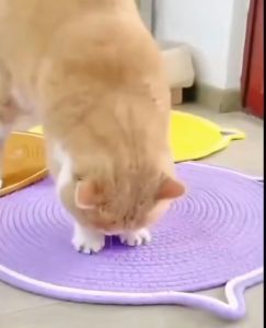 Cat Sisal Scratch Round Scratching Mat with Ball Durable Rope Scratch Pads For Cats