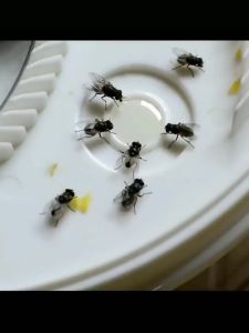 Automatic Fly Catcher USB Plug Fly Trap Electric Free Bait Insect Traps Insect Killer Indoor Pest Control Device