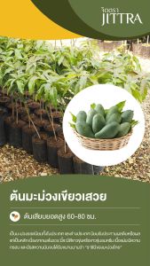จิตตรา ต้นพันธุ์มะม่วงเขียวเสวย เสียบยอดสูง 60-80 cm ปลูกปีเดียวติดลูก พร้อมส่ง เครมฟรี ต้นพันธุ์ผลไม้ ต้นเตี้ย ผลดก