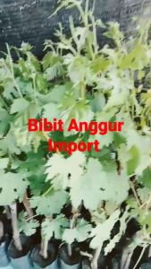 BIBIT ANGGUR IMPORT ARRA 15 GENJAH BERGARANSI