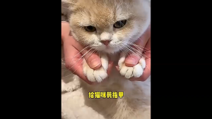 Gunting Kuku Simetris Gunting Kuku Satu Lubang dan Dua Lubang Hewan Peliharaan Kucing Anjing Kelinci Pet Nail Trimmer