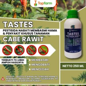 Obat Cabe: Solusi Optimal Untuk Pertumbuhan Tanaman Cabai
