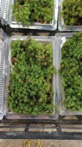 Rêu tứ phương làm terrarium bán cạn hộp 10x15cm.