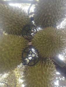 [10]kg Rọ nhựa tách chùm trái Sầu Riêng tránh sâunấmrệp ẩn nấp[MẪU MỚI] giá gốc tại Xưởng