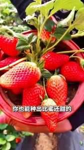 [ HARGA PROMO ] benih buah stroberry merah jumbo // benih buah stroberry putih manis kemasan original