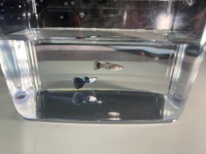 BLACK SILVERADO GUPPY PAIR