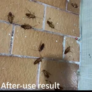 Cockroach Killing Chalk: A Non-Toxic Roach Repellent Solution