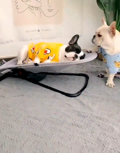 Pet Rocking Bed Dog Chair Cat Small Nest Portable Folding Supplies