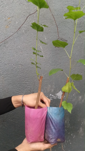 MULBERRY PLANTS 2+1 cuttings with freebies easy to grow